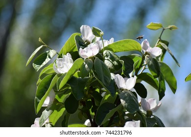 Flowering Quince Tree And Flying Bee.