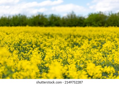 Flowering rapeseed with cloudy sky during springtime. Blooming canola fields, rape on the field in summer. Bright yellow rapeseed flowers