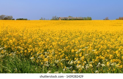 Flowering rapeseed field in the Danish country side