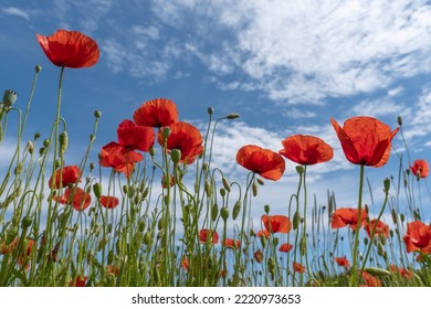 Flowering red corn poppies with green buds and capsules from below against the blue white sky