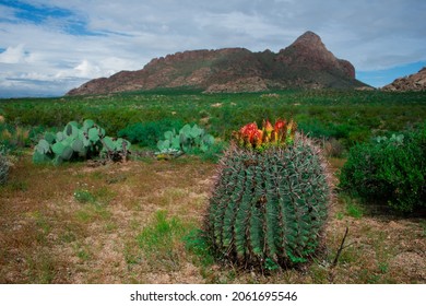 Flowering Red Fishhook Barrel Cactus In New Mexico Desert