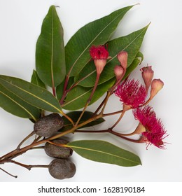 Flowering Red Gum Tree With Gum Nuts