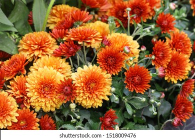 Chrysantheme Images Stock Photos Vectors Shutterstock