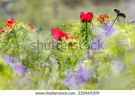 Similar – Image, Stock Photo Flower mixture II Nature