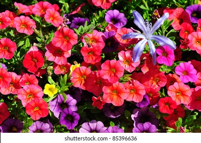 Flowering Red Petunia Dwarf With Blue Agapanthus Flower