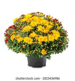 Flowering red yellow chrysanthemum in flower pot on white background