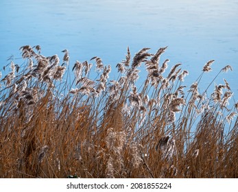 Flowering Reeds In A Gentle Breeze Beside A Pond