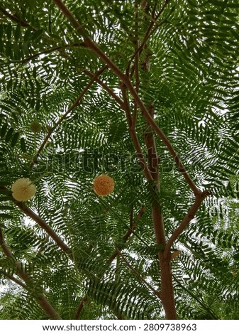 A flowering river tamarind tree