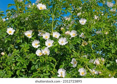 Flowering rose hips, Rosa canina, in spring