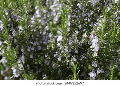 Flowering Rosemary Herb Bush, Spring Time