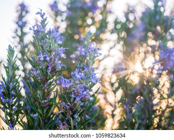 Flowering rosemary plant (rosmarinus officinalis) in Esporao, Portugal, at sunset - Shutterstock ID 1059823634