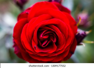 Flowering roses in the botanical garden 
 - Shutterstock ID 1309177552