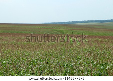 
Flowering rows of cornfield
