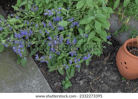 Flowering sage herb plant in the border of a garden with small purple flowers