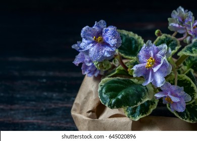 African Violet Pot Images Stock Photos Vectors Shutterstock