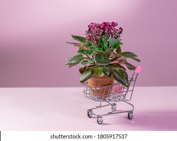 Flowering Saintpaulias in mini shopping trolley, commonly known as African violet. Mini Potted plant. Flowers delivery. Shopping online. Selective focus