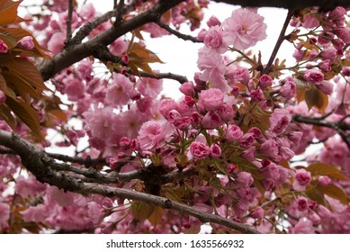 flowering sakura, cherry blossom background 

