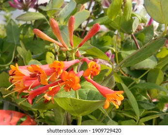 Lonicera X Brownii Images Stock Photos Vectors Shutterstock