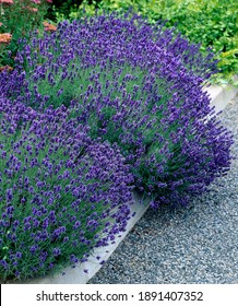 A  Flowering Shrub Of Lavandula Hidcote In The Garden