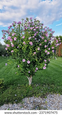 Flowering shrub with pink flowers of Hibiscus syriacus or Rose of Sharon, in the garden.