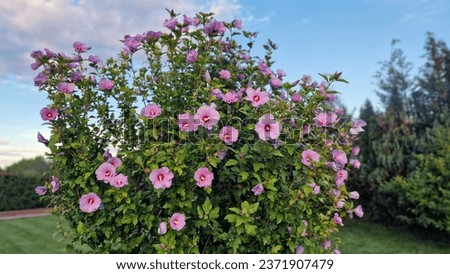 Flowering shrub with pink flowers of Hibiscus syriacus or Rose of Sharon, in the garden.