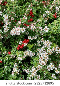flowering shrub with white flowers and red berries. Cotoneaster Dammeri Coral Beauty