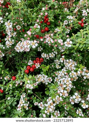 flowering shrub with white flowers and red berries. Cotoneaster Dammeri Coral Beauty
