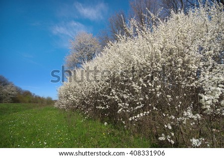Image, Stock Photo Spring: a sloe hedge full of flowers.