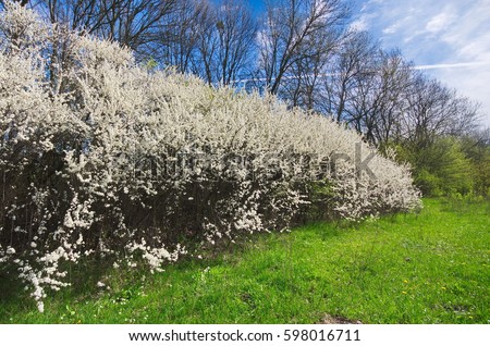 Similar – Image, Stock Photo Spring: a sloe hedge full of flowers.