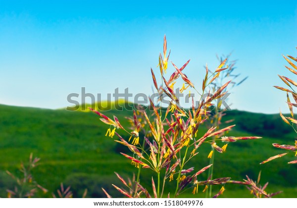 smooth bromegrass seed