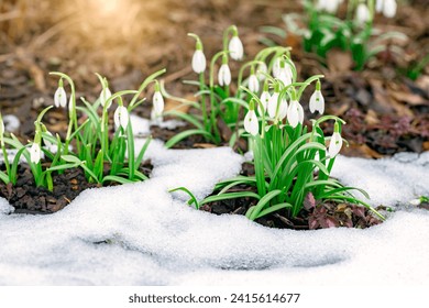 Flowering snowdrops are punched out of the snow. Symbol of nature waking up
