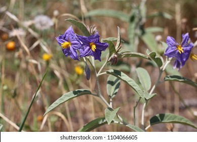 Silver Leaf Nightshade Images Stock Photos Vectors Shutterstock