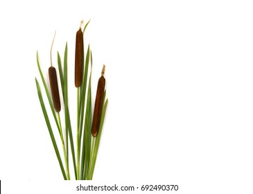 Flowering spikes and leaves bulrush (Typha, or reedmace, cattail, punks, or corn dog grass, cumbungi) on a white background with space for text. Top view, flat lay