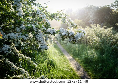 Flowering Spring Hawthorne hedge in early morning light in the English county of Nottinghamshire,UK.