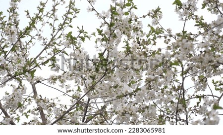 flowering spring tree. spring flowering trees. white flower. Tree spirea green landscape agriculture season color spring lush. ceremony colourful beauty traditional activity flying japanese charming.