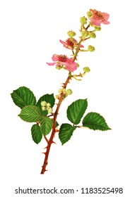 Flowering Stem Bramble Isolated On White Stock Photo 1183525498 ...