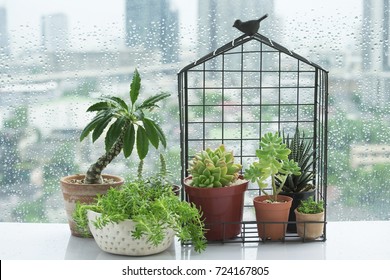 Flowering Succulent House Windowsill Plant Pots Bird Nest Home Decoration