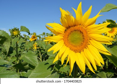 ひまわり の画像 写真素材 ベクター画像 Shutterstock