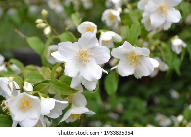 Flowering Sweet Mock Orange (Philadelphus Coronarius) Bush