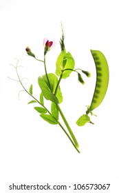 Flowering Sweet Pea Or Sugar Pea  (Pisum Sativum) With  Pod And Tendrils Before A White Background