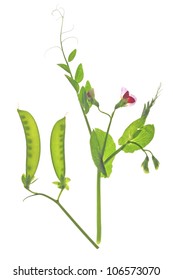 Flowering Sweet Pea Or Sugar Pea  (Pisum Sativum) With  Pod And Tendrils Before A White Background