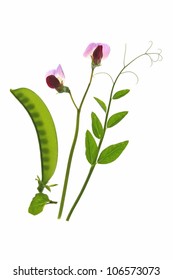 Flowering Sweet Pea Or Sugar Pea  (Pisum Sativum) With  Pod And Tendrils Before A White Background