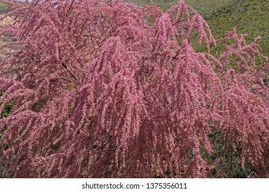 Flowering Tamarix Gallica, The French Tamarisk, From The Family Tamaricaceae