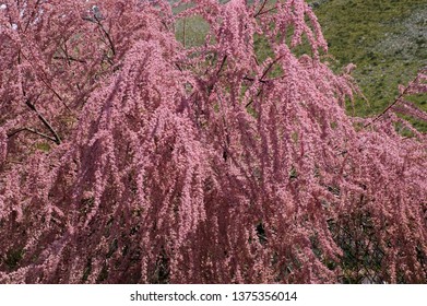 Flowering Tamarix Gallica, The French Tamarisk, From The Family Tamaricaceae