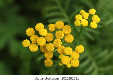 A Flowering Tansy Plant, Tanacetum Vulgare, Growing In A Wildflower Meadow In The UK.