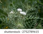 Flowering thistle with sharp spines and light purple flower heads among green wild plants. Natural meadow vegetation with thorny stems and wildflower detail.