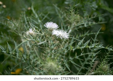 Flowering thistle with sharp spines and light purple flower heads among green wild plants. Natural meadow vegetation with thorny stems and wildflower detail.