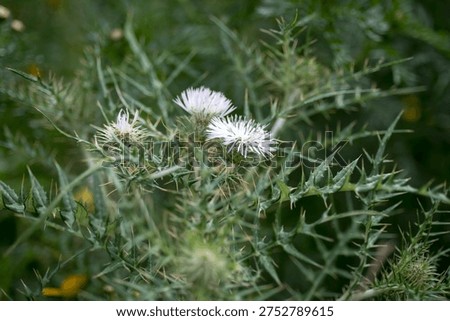 Flowering thistle with sharp spines and light purple flower heads among green wild plants. Natural meadow vegetation with thorny stems and wildflower detail.