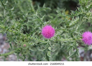 A Flowering Thorny Shrub Growing In A Field. 