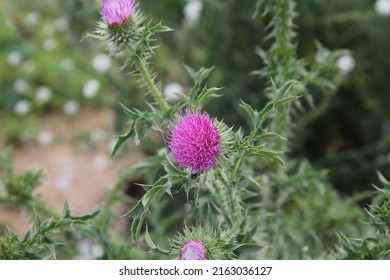 A Flowering Thorny Shrub Growing In A Field. 